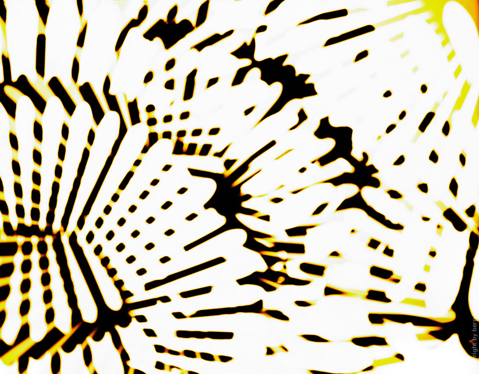 Digitalis Digigramm – Metamorphose eines Fotogramms - Räderwerk 