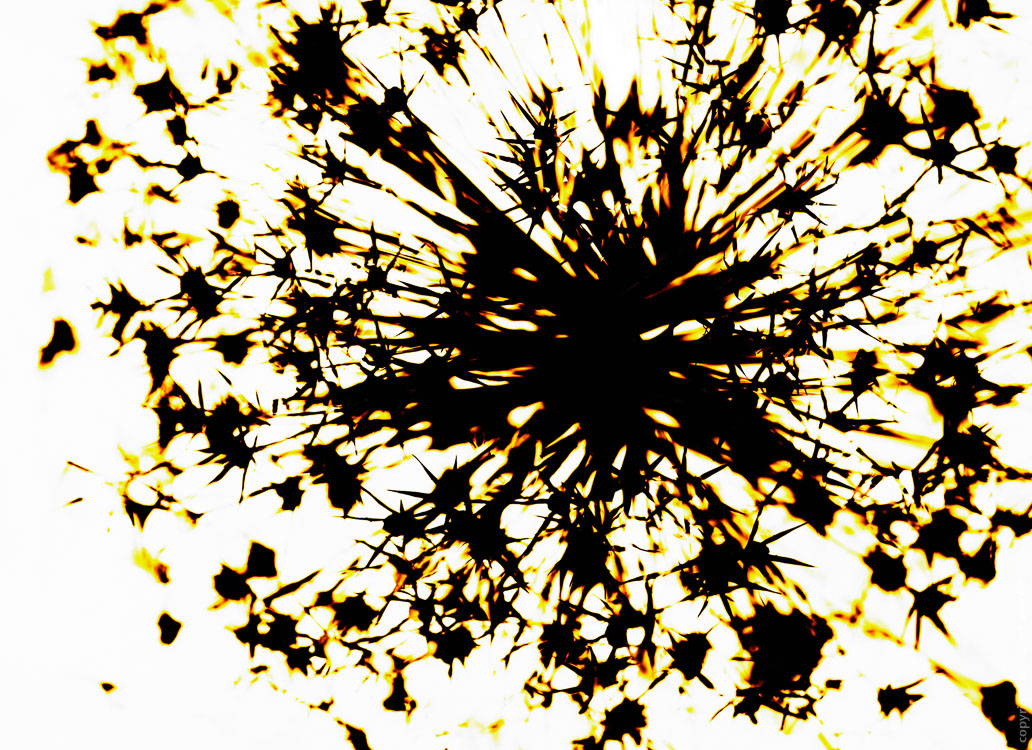 Digitalis Digigramm – Metamorphose eines Fotogramms - Explosion