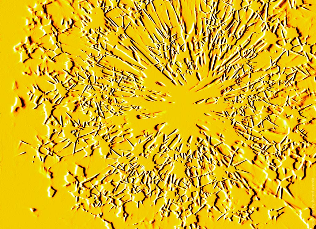 Digitalis Digigramm – Metamorphose eines Fotogramms - Relief Explosion
