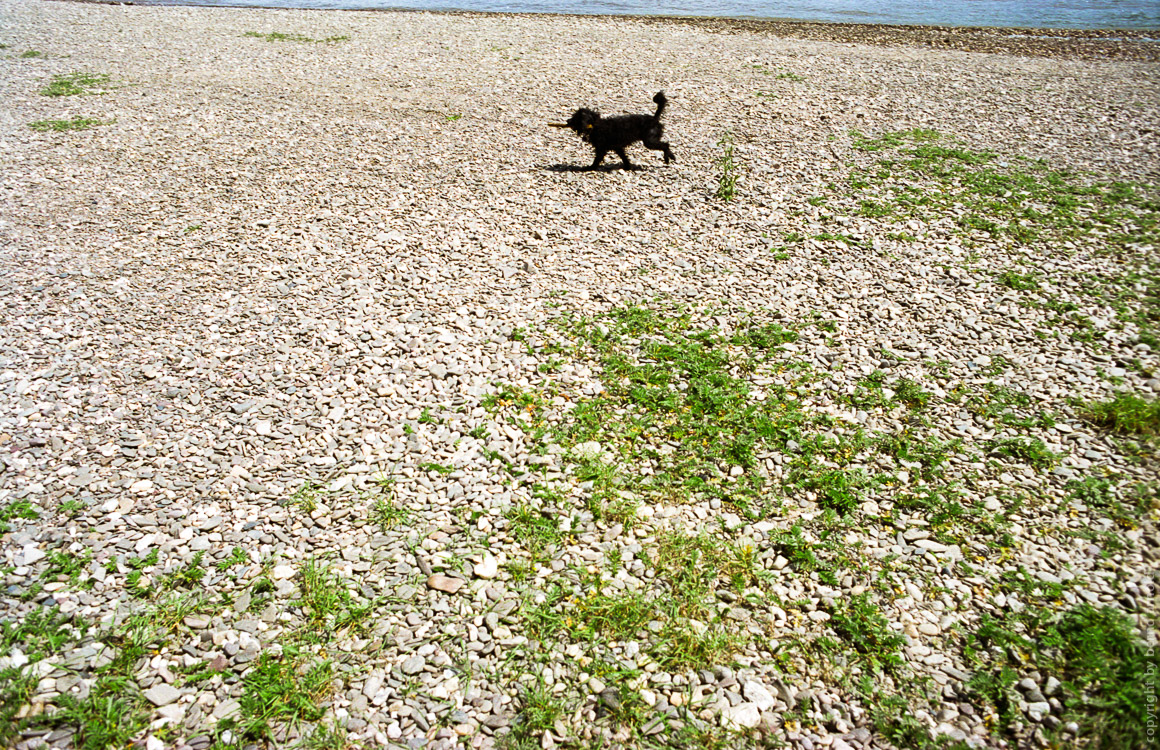 Spielender Hund am Koelner Rheinufer