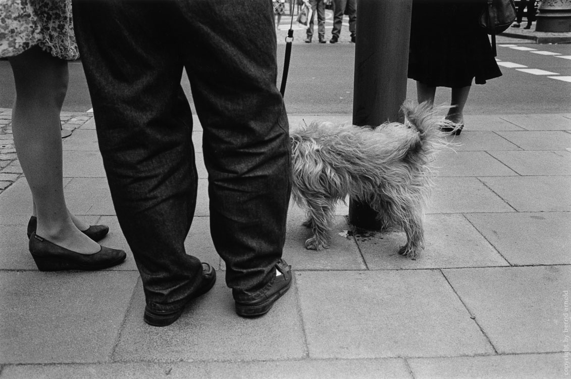 Fotografie Kölner Ringe - Hund hebt Bein