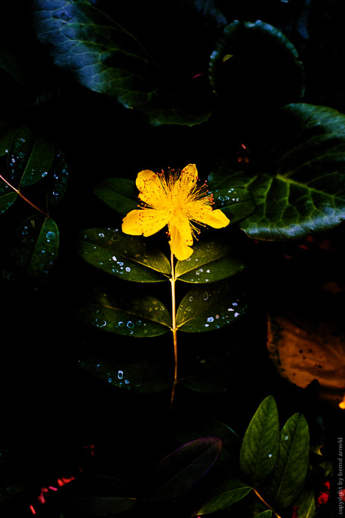 Johanniskraut (Hypericum) - Blüte - Die Entdeckung der Stille