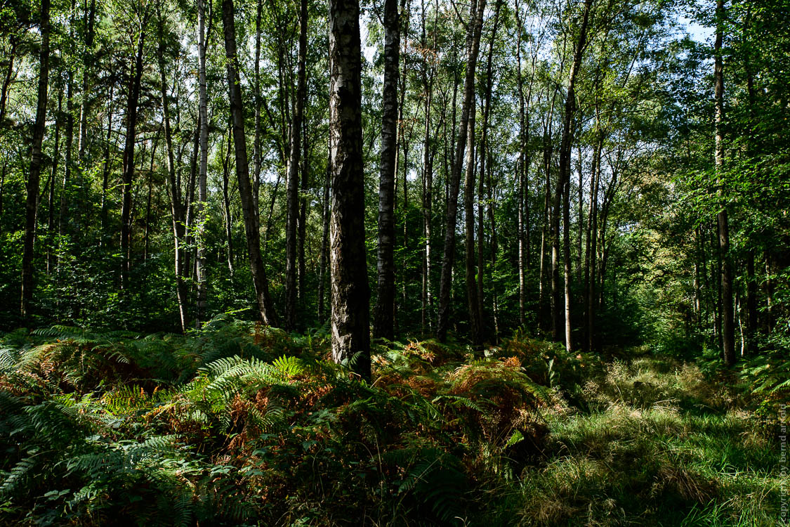 Still - Climate Protection and Hambach Forest
